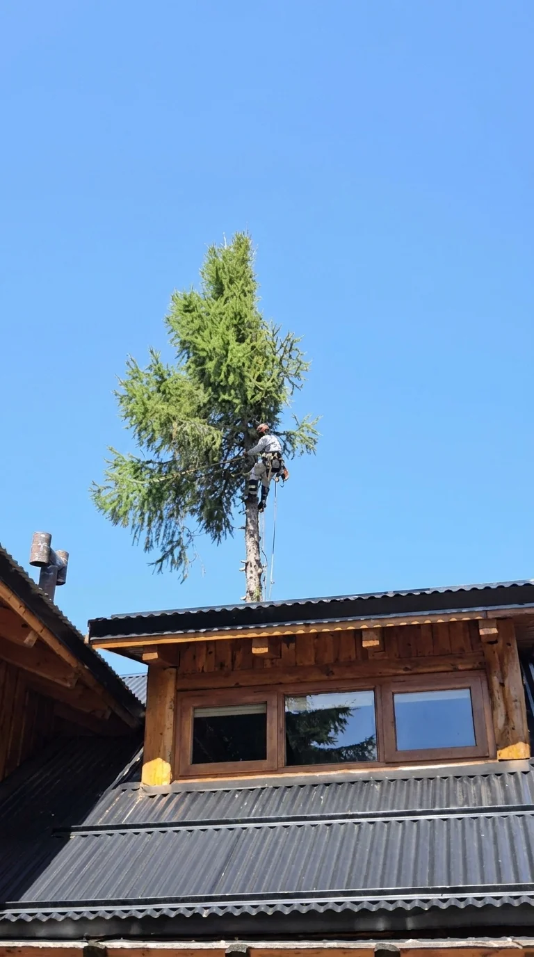 Arborista podando en altura con soga, arnés y motosierra en Tandil