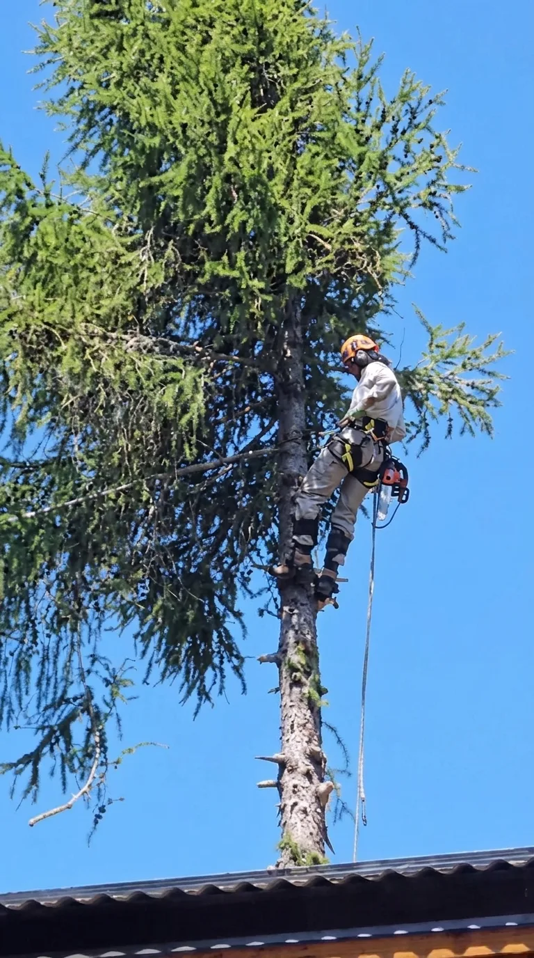 Poda de un pino en altura en Tandil